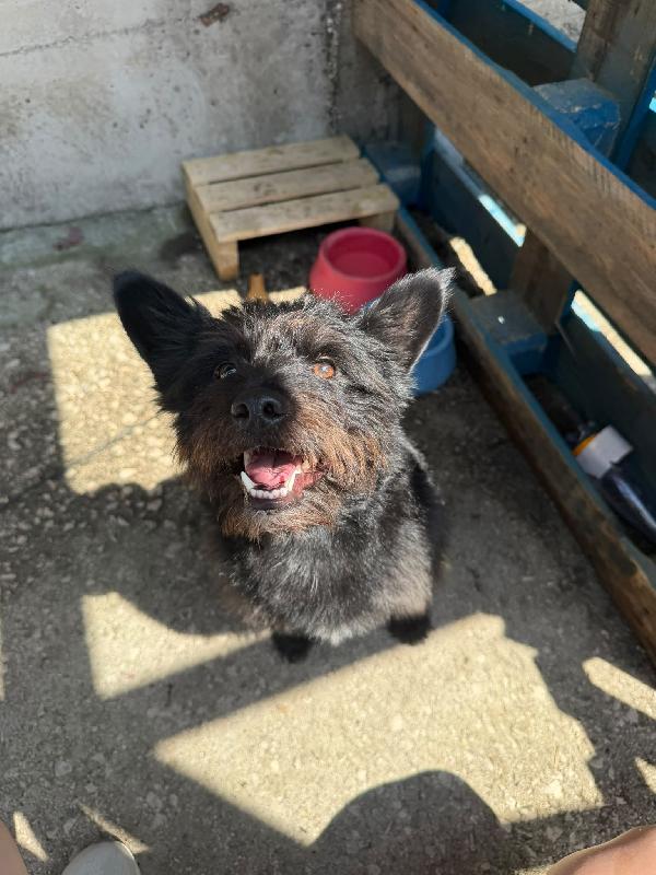 CASH - cagnolino di 15 mesi - taglia piccola Foto 5